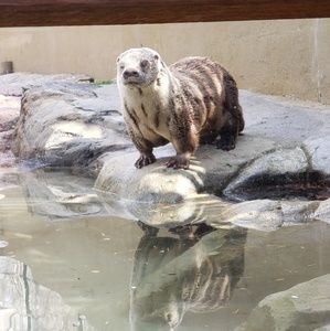 Meet your Posher, Bojangles